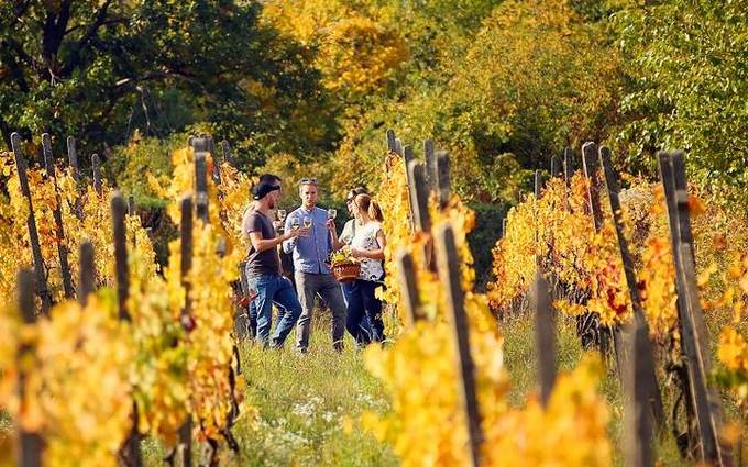 Persone che camminano tra filari dorati nei Piccoli Carpazi in autunno